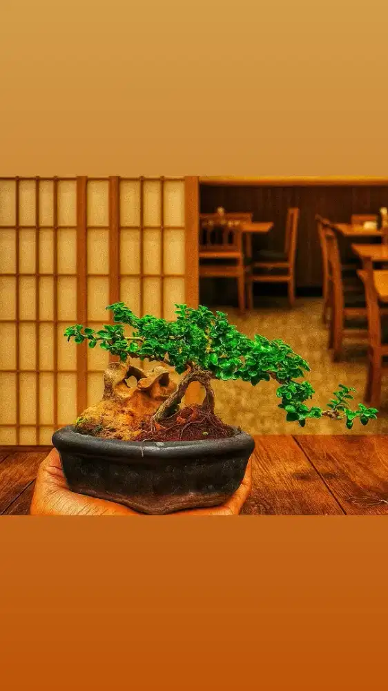 Bonsai Sancang on the rock