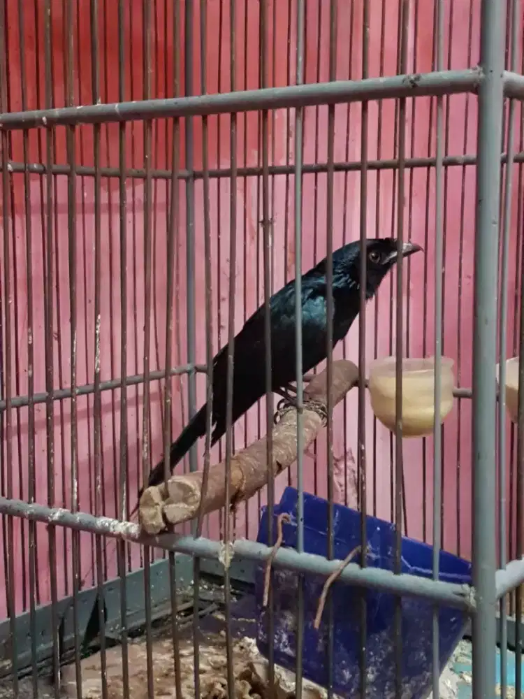 SRN suara variasi jinak