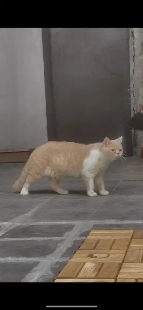 Jasa pacak British sorthair bico cream 800