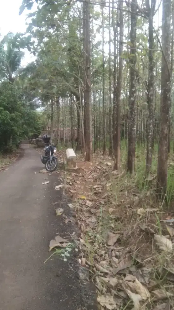 Kebun jati dijual cepat sertifikat hak milik