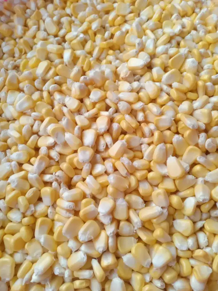 Jual jagung pipil super