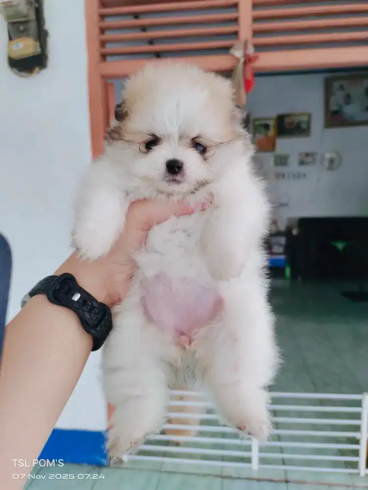 Superminipom - Pomeranian pure