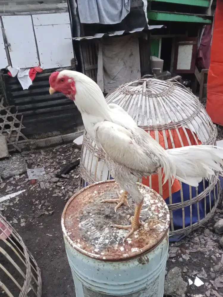 Ayam Bangkok 2D {birkok x plucker USA)