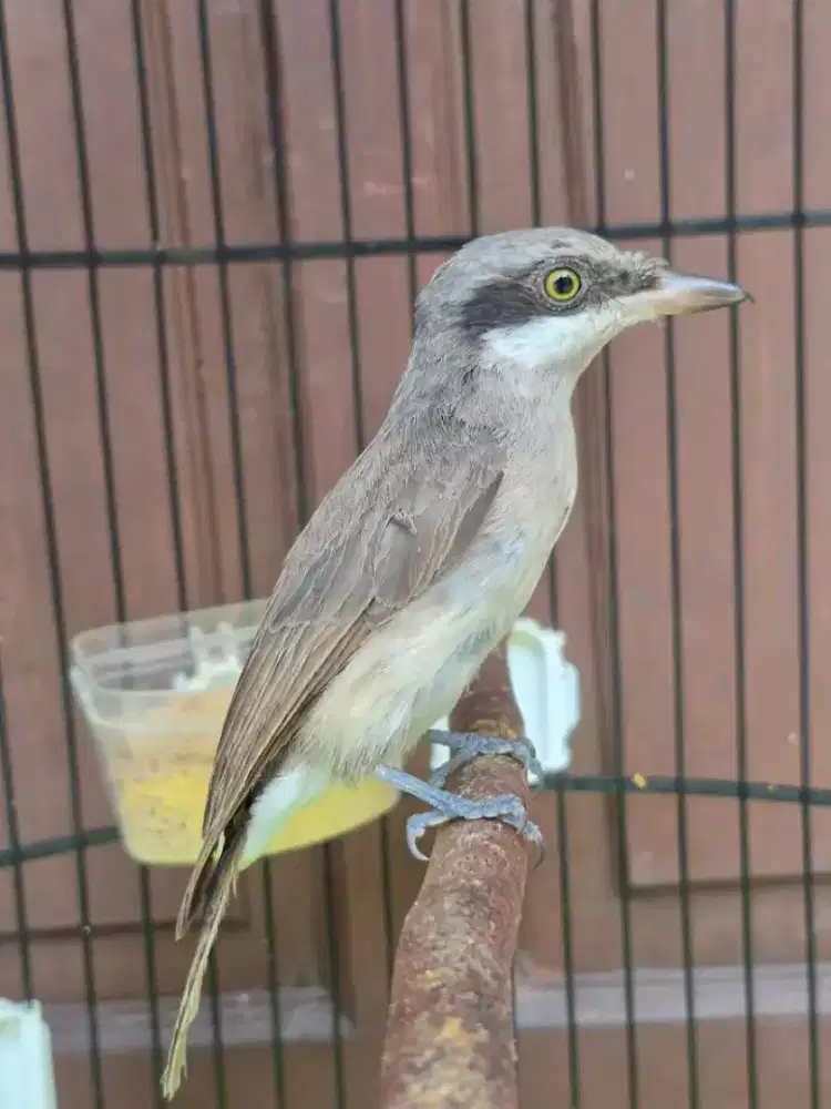 Jingjing petulak kalimantan paud purtoral rajin