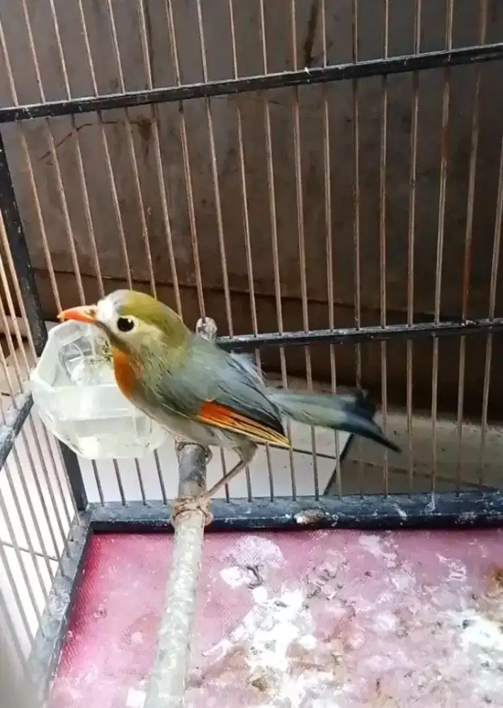 BurungRobin jantan mulus purtotal