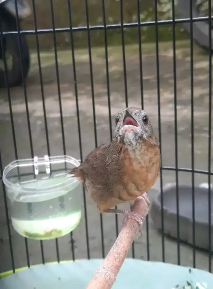 Tieumi/wambi mini jantan purtotal rawatan