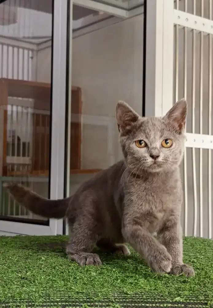 BSH Mix breed blue solid