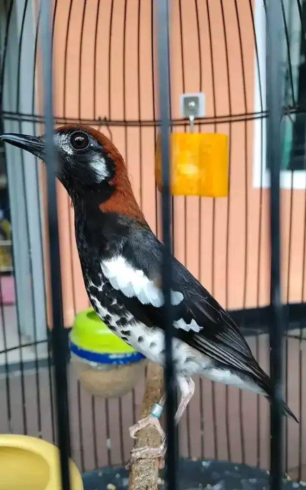 Anis kembang jantan gacor