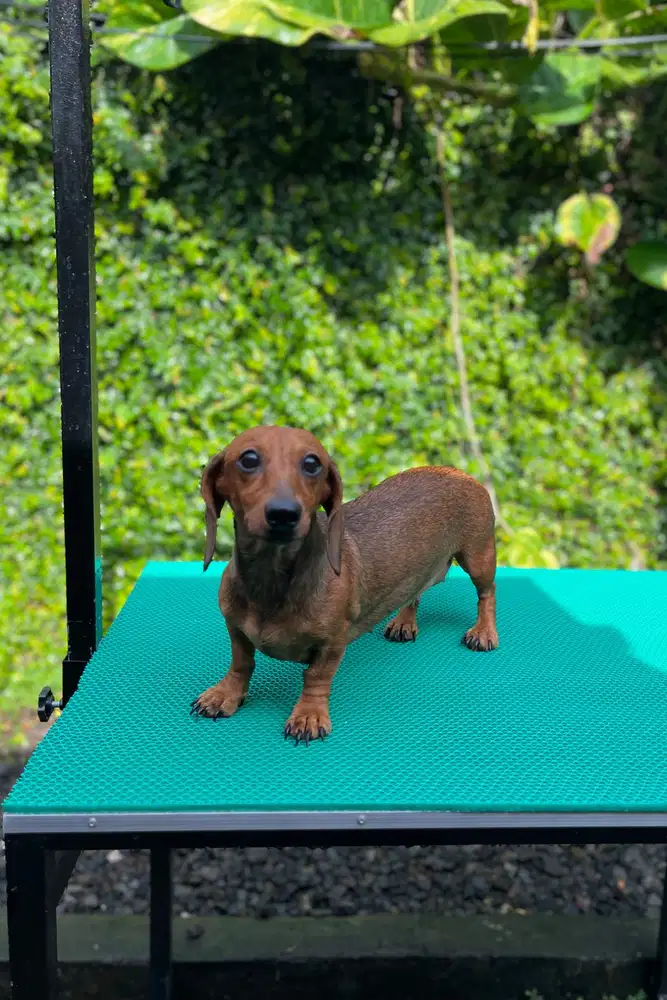 Indukan miniature dachshund/Tekel