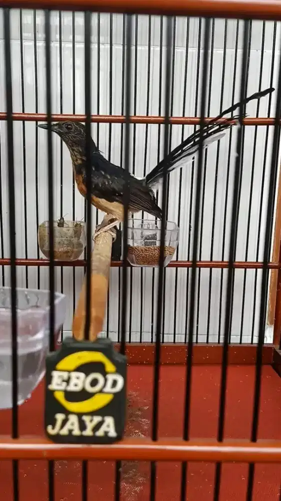 Trotol murai batu medan jantan trah ekor panjang body super big