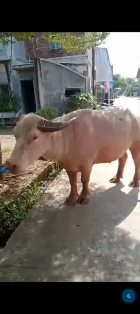 KEBO BULE JANTAN SAKRAL Upacara Adat Boss