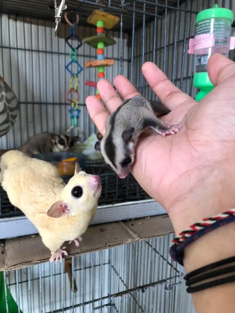 Sugar Glider CG Het Leu Jantan