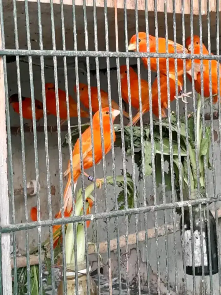 Kenari merlok super gacoran obral 400 per ekor