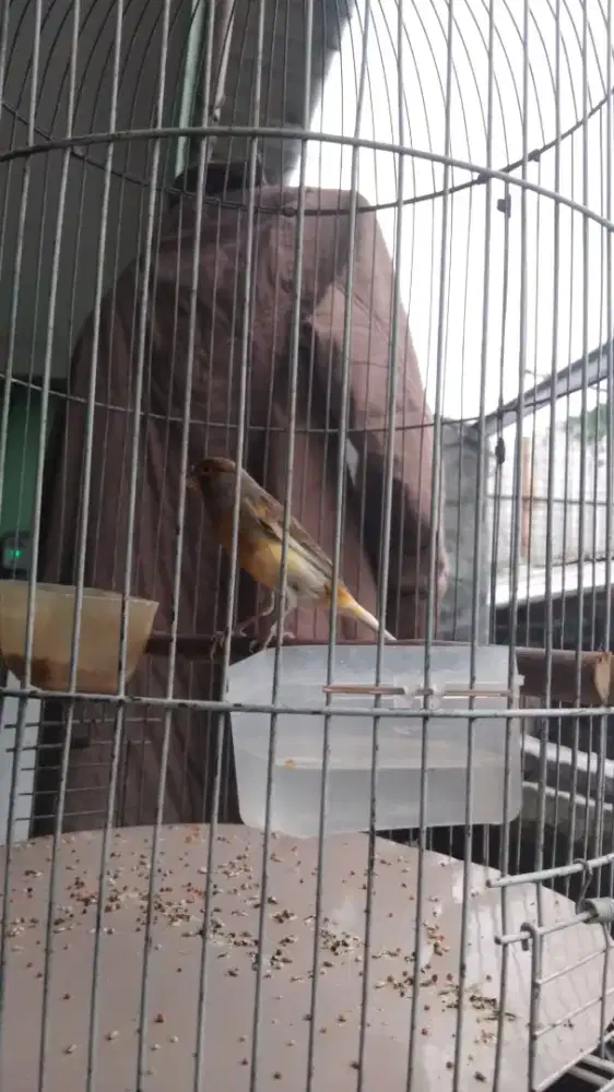 Kenari loper gacor cor