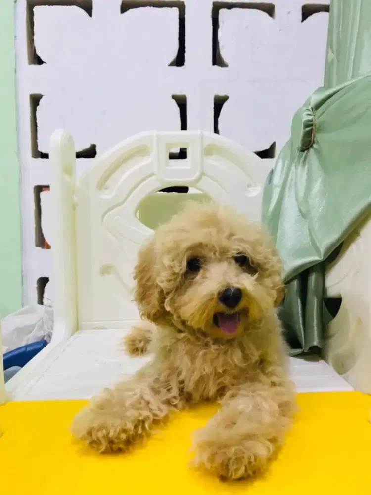 Poodle betina 4 bulan