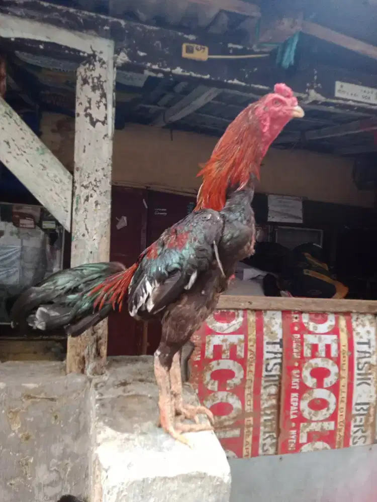 Ayam Bangkok jantan