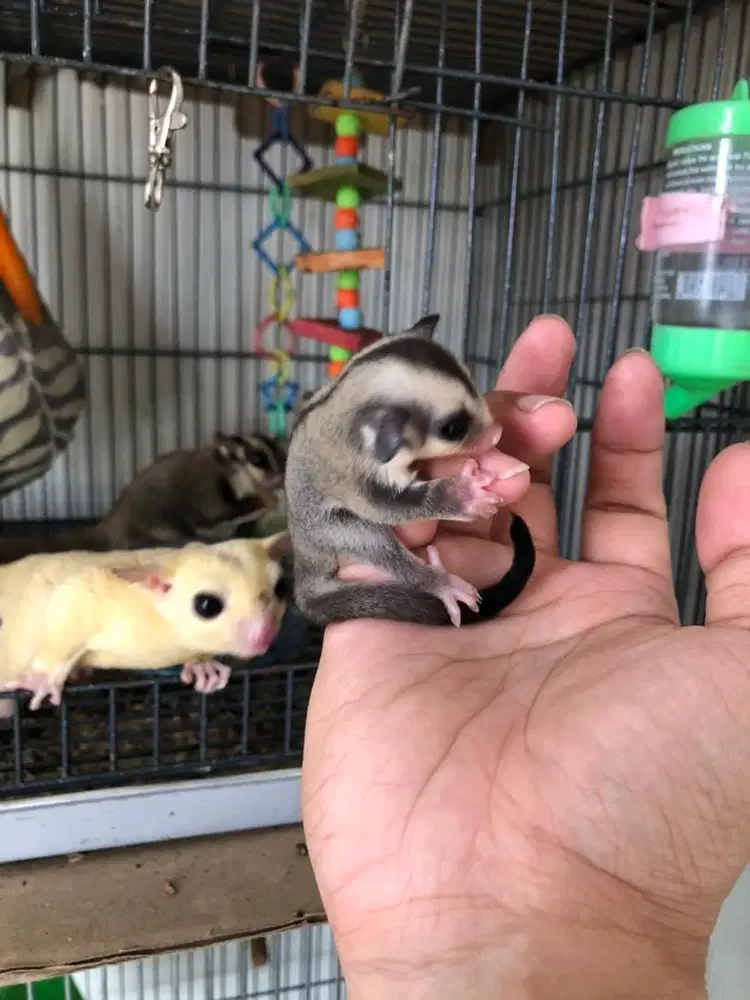 Sugar Glider CG Het Leu Joey Jantan