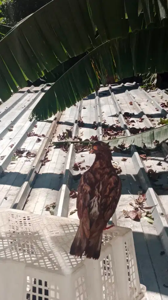 Merpati jantan cc nya kencang merpati bawah