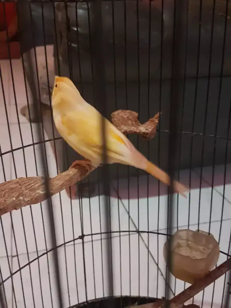 kenari oren gacor siang malam