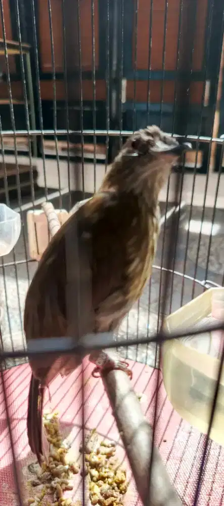 Siri siri kecil sumatra rajin jinak