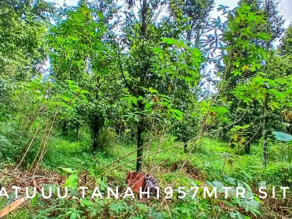 Jual tanah kebun luas subur datar pinggir jalan strategis dekat kota