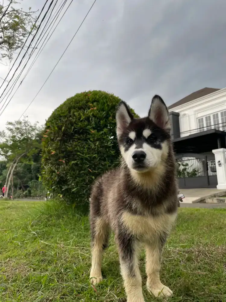 Dijual Super Jumbo Male Black & White Siberian Husky