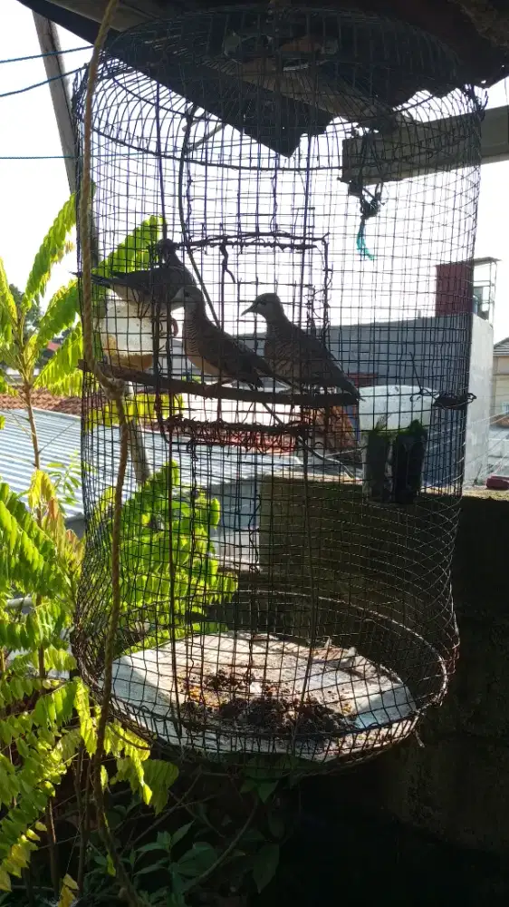 Burung perkutut lokal