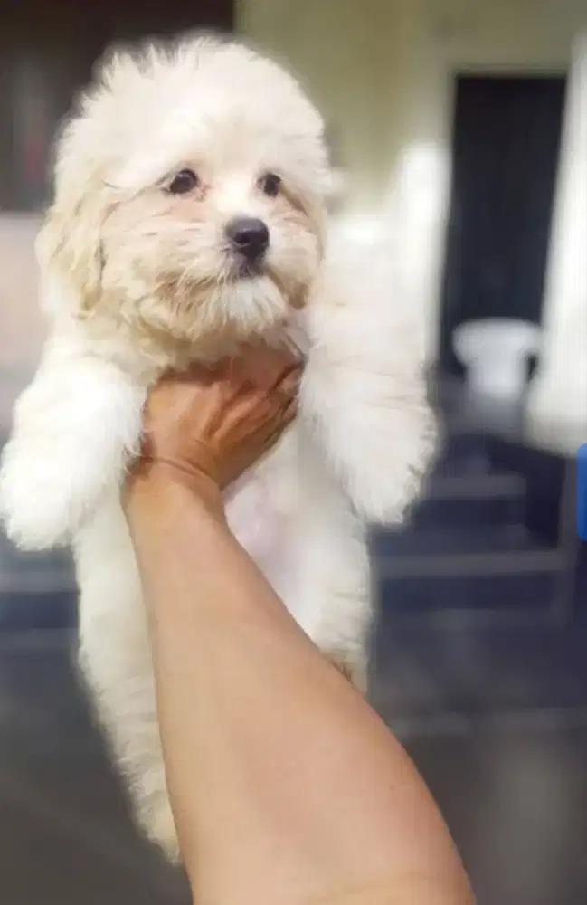 Puppy Shihpoo betina