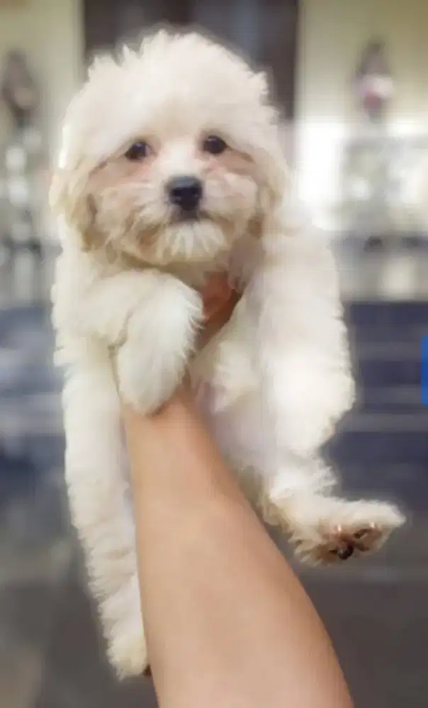 Anakan dogy shihzu mix poodle
