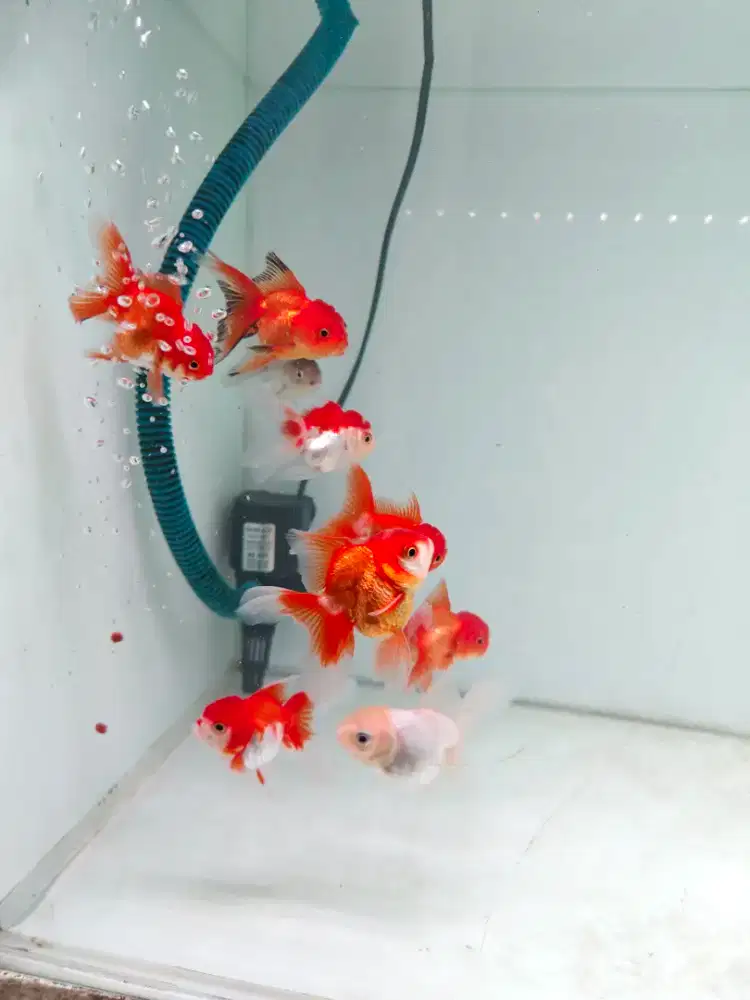 Ikan koki oranda cantikkk