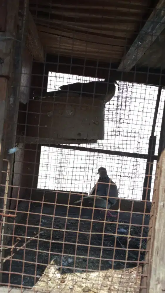 Burung Silangan tekukur