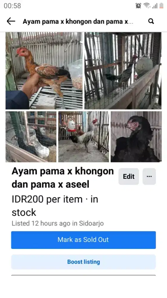 Ayam materi tampar dan brakot sidoarjo