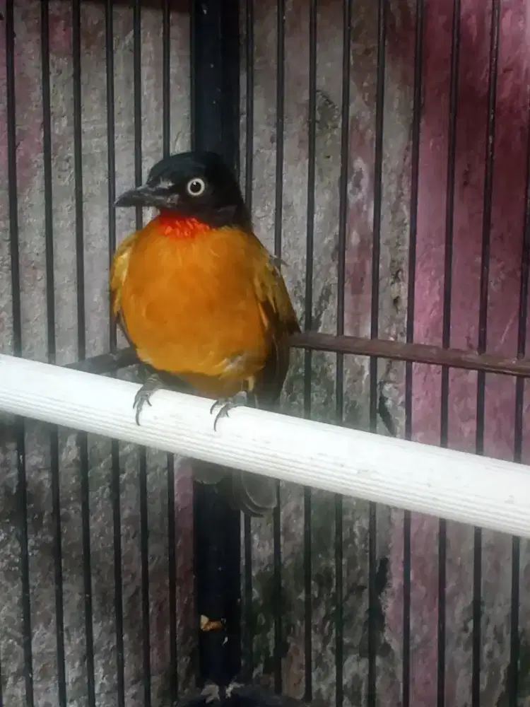 Jual burung kutilang emas gacor mulus non cacat