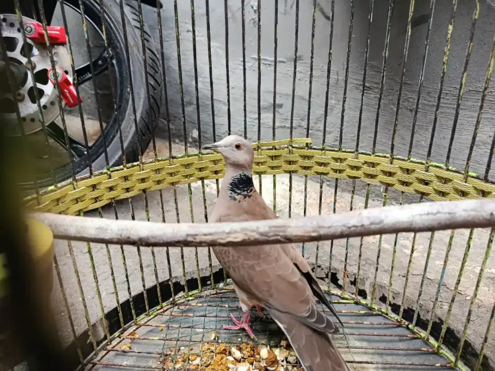 Burung cuhu silangan