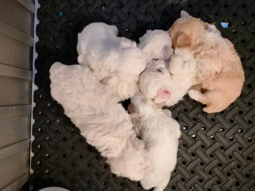 Poodle Betina & Jantan