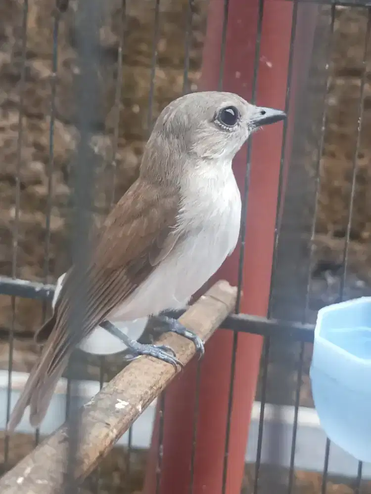 Kancilan bakau x loloh harian bunyi vol plus