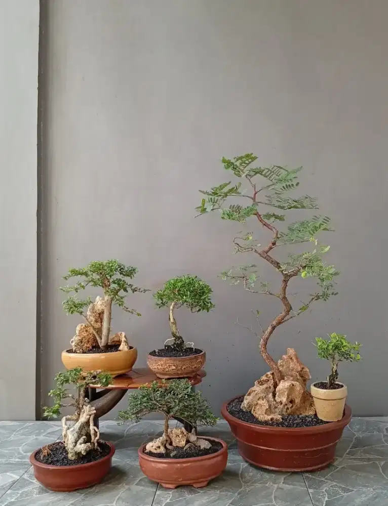 Bonsai hias mini ada 6 pot siap pajang
