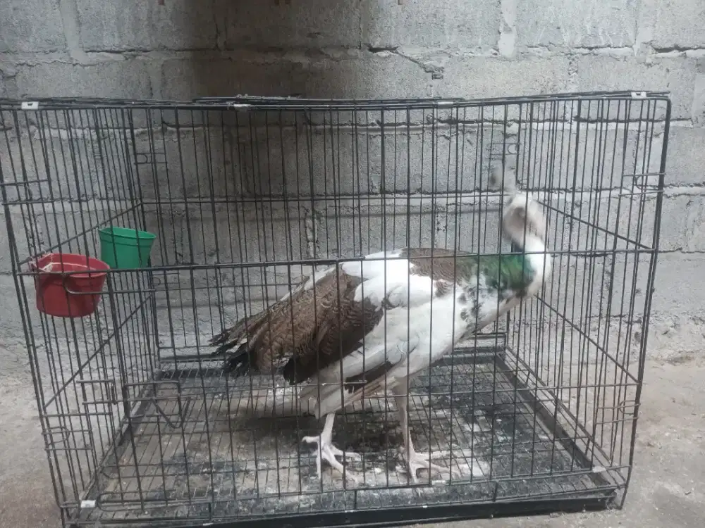 Blorok jantan biru putih hijau jinak