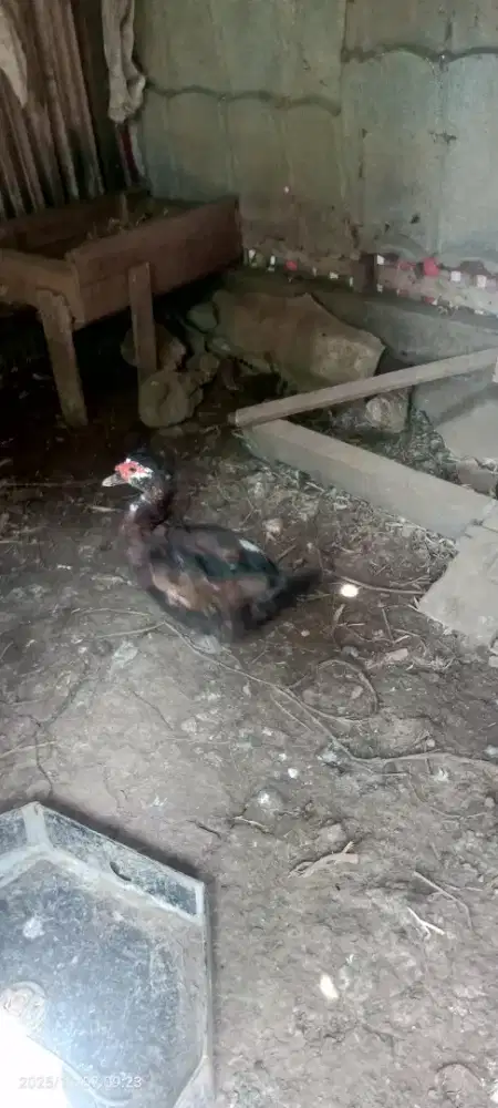 Jual biangan dan anakan entok