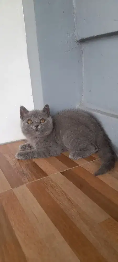 Kitten British shorthair jantan