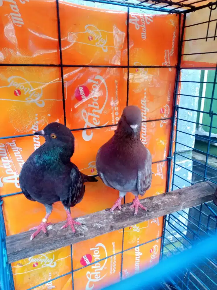 Burung dara merpati sepasang