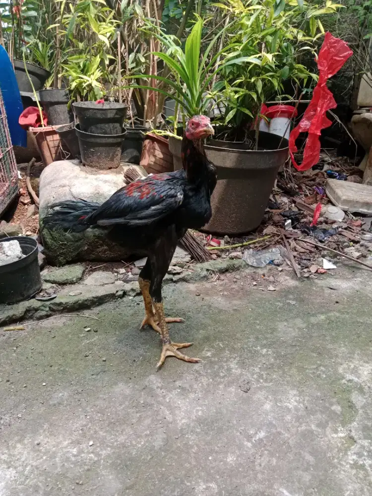 Ayam jago bangkok