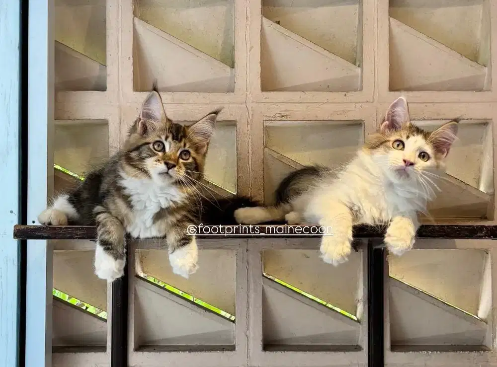 Limited Offer Kitten Mainecoon Kucing Maine Coon