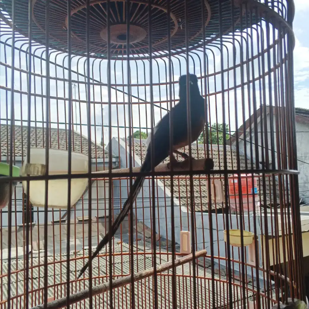 Murai batu medan nego laki