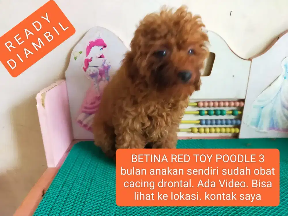 READY DIAMBIL, UMUR 3 Bulan, BETINA RED TOY POODLE