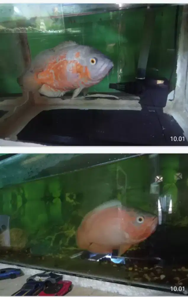 Ikan predator Oscar orange.. orange batik