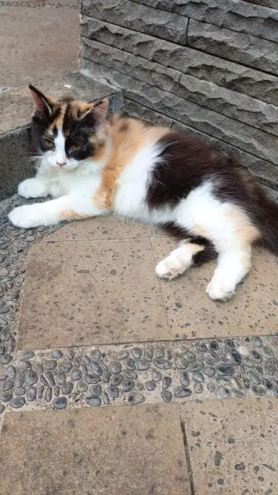 Kitten Betina 3 bulan area Bintaro