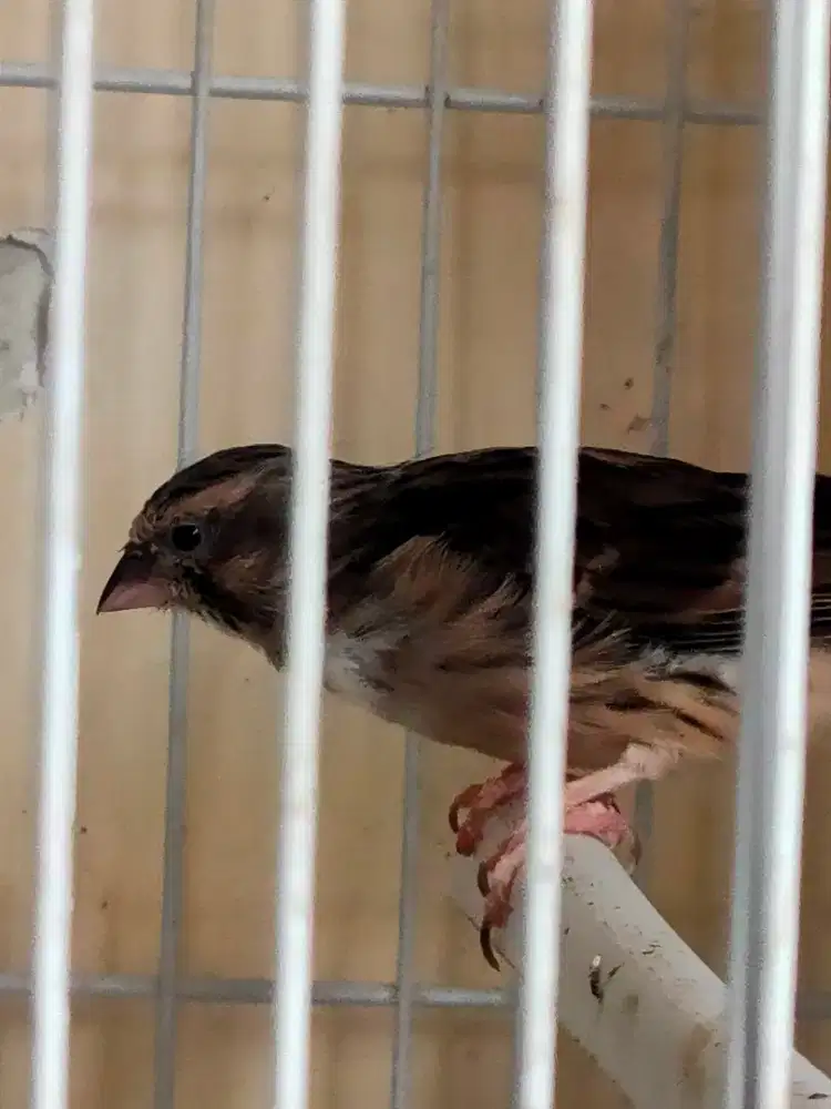 Burung blackout betina