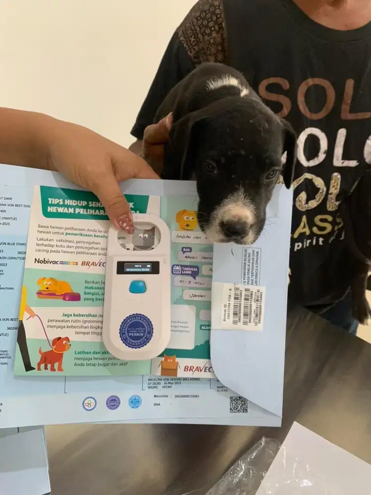 Greatdane puppy stambum