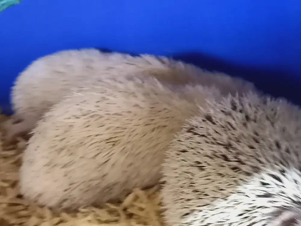 Landak mini remaja jantan/betina